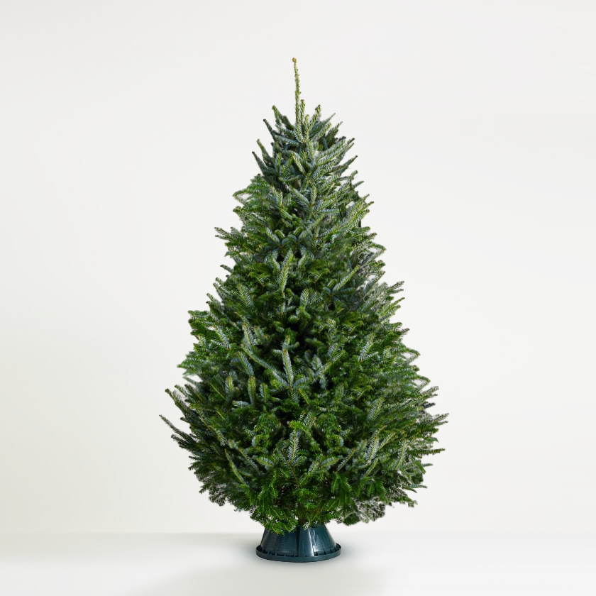 Fraser Fir New