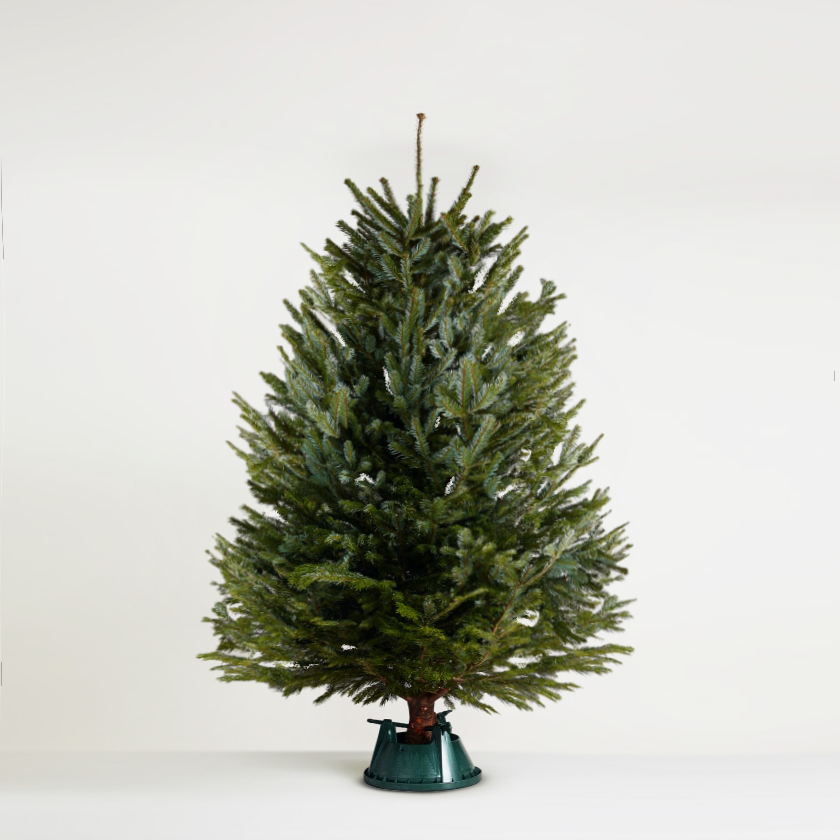 Nordmann Fir New