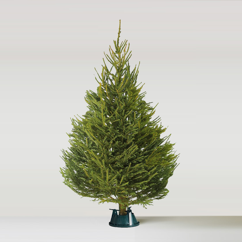 Norway Spruce New